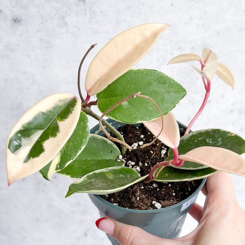 Krimson Princess Hoya - Ed's Plant Shop