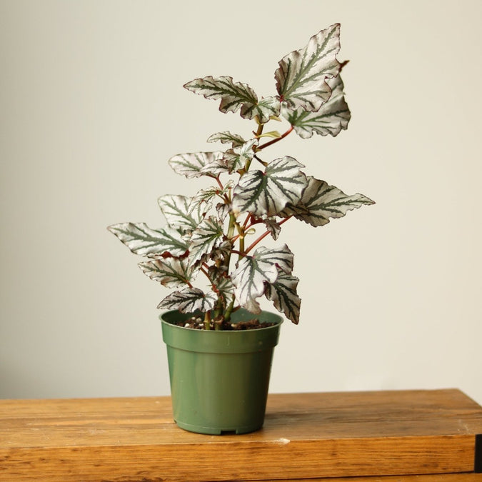 Kismet Begonia with colorful patterned foliage