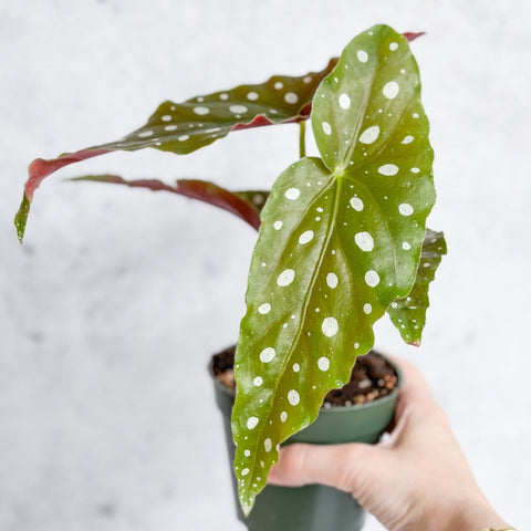 Polka Dot Begonia with silver-spotted leaves