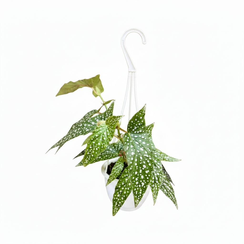 Begonia White Ice hanging basket