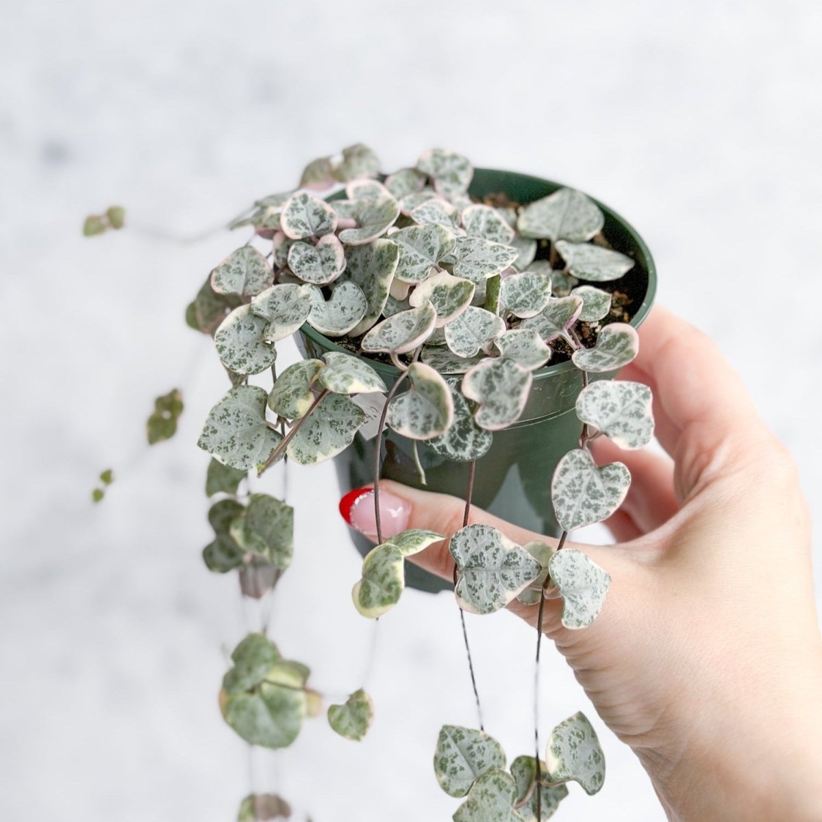Variegated String of Hearts with green cream and pink foliage