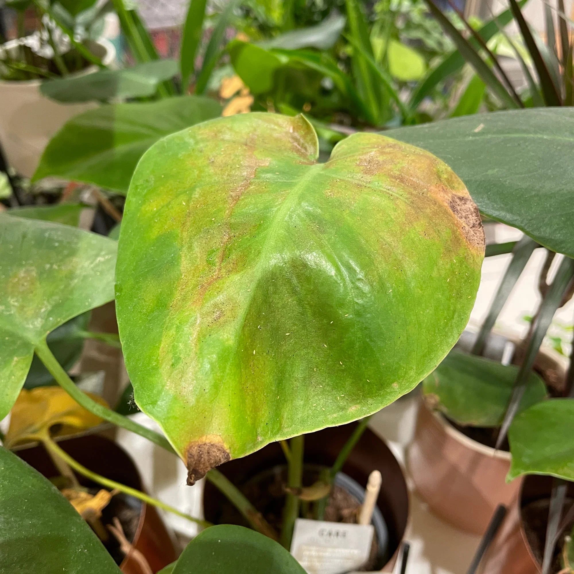 Close-up of Fiddle Leaf Fig leaf underside being inspected for spider mites and houseplant pests