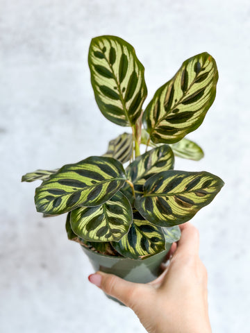 What Is Bottom Watering - Ed's Plant Shop