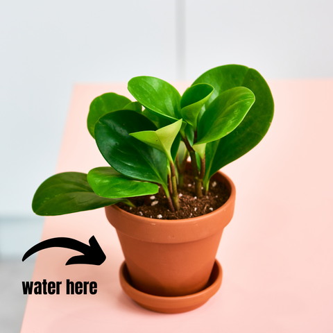 What Is Bottom Watering - Ed's Plant Shop