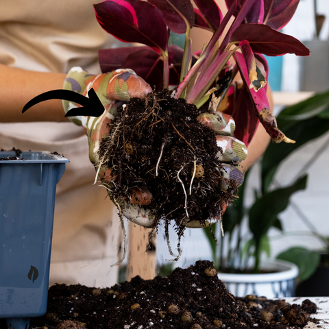 How To Bottom Water - Ed's Plant Shop