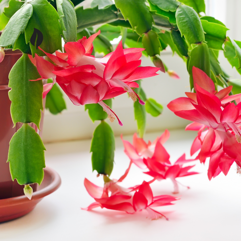 Types Of Christmas Cactus - Ed's Plant Shop