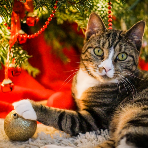 Are Christmas Cactus Safe For Cats?