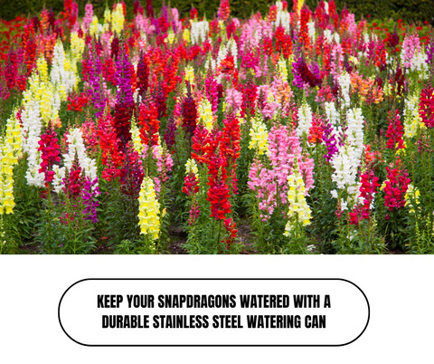 Top Ten Plants For Winter Pots - Ed's Plant Shop