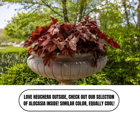 Top Ten Plants For Winter Planters - Ed's Plant Shop