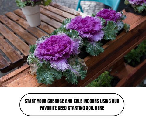 Top 10 Outdoor Winter Plants For Pots - Ed's Plant Shop