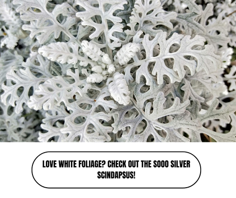Top 10 Outdoor Winter Plants For Pots - Ed's Plant Shop