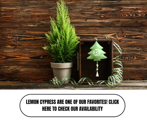 Top 10 Outdoor Winter Plants For Pots - Ed's Plant Shop