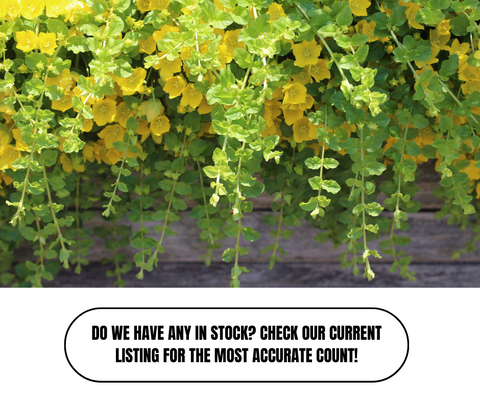Top 10 Outdoor Winter Plants For Pots - Ed's Plant Shop