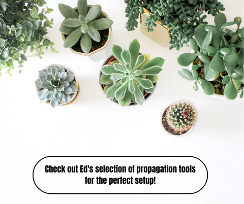 How To Propagate Succulents - Ed's Plant Shop Guide