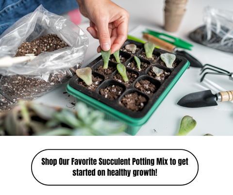 How To Propagate Succulents - Ed's Plant Shop Guide