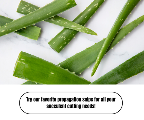How To Propagate Succulents - Ed's Plant Shop