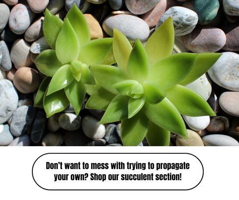 How To Propagate Succulents - Ed's Plant Shop