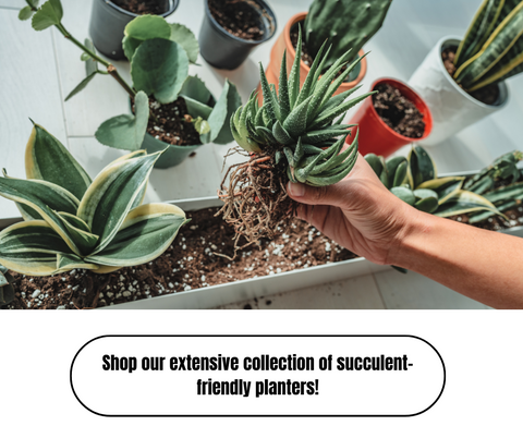 How To Propagate Succulents - Ed's Plant Shop