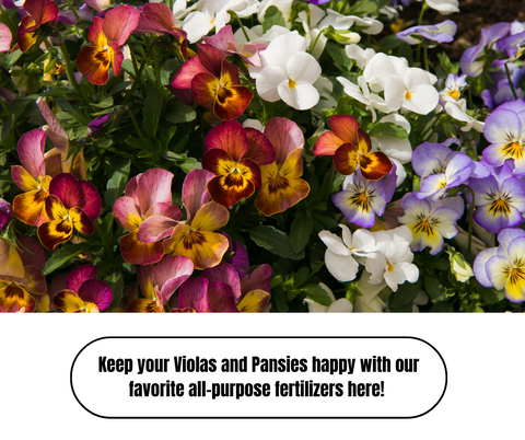 Top Ten Plants For Winter Pots Outdoors - Ed's Plant Shop
