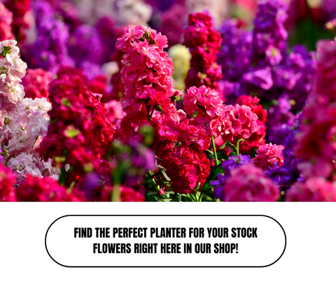 Top Ten Plants Winter Plants For Outdoor Planters - Ed's Plant Shop