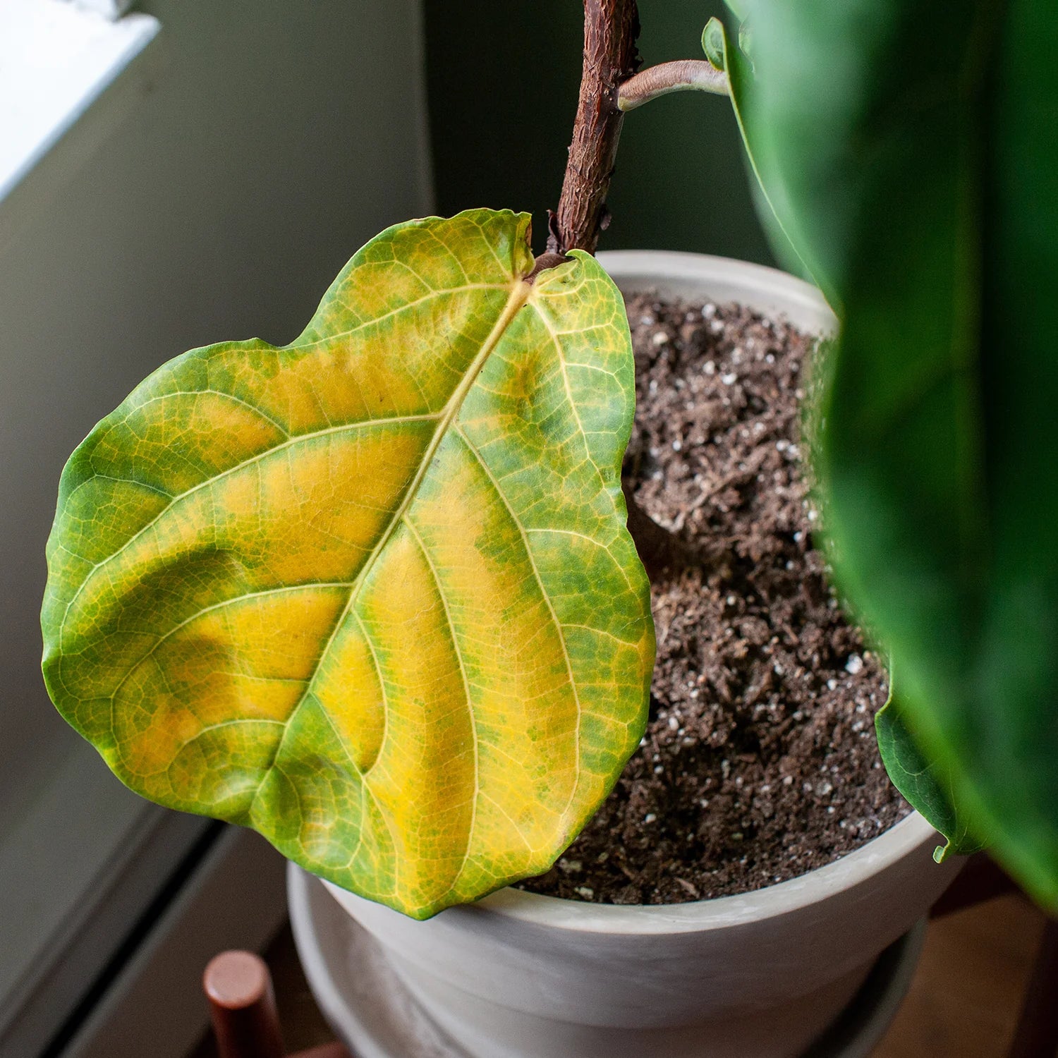 Close-up of a Fiddle Leaf Fig leaf turning yellow and brown from overwatering stress
