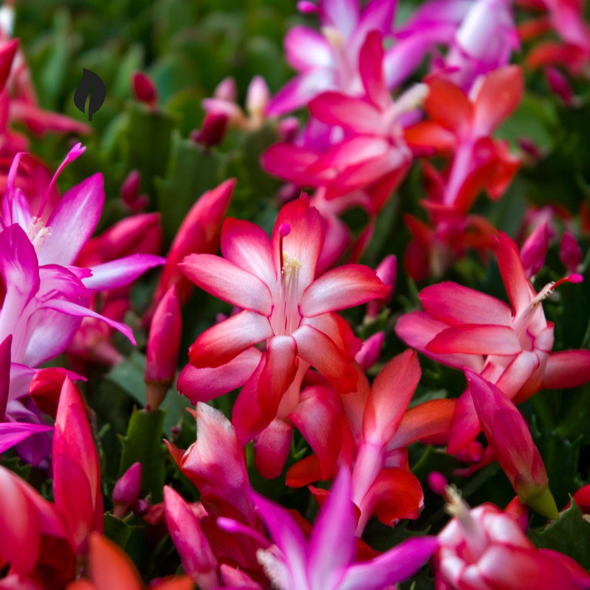Blooming Christmas cactus with colorful flowers in a decorative pot