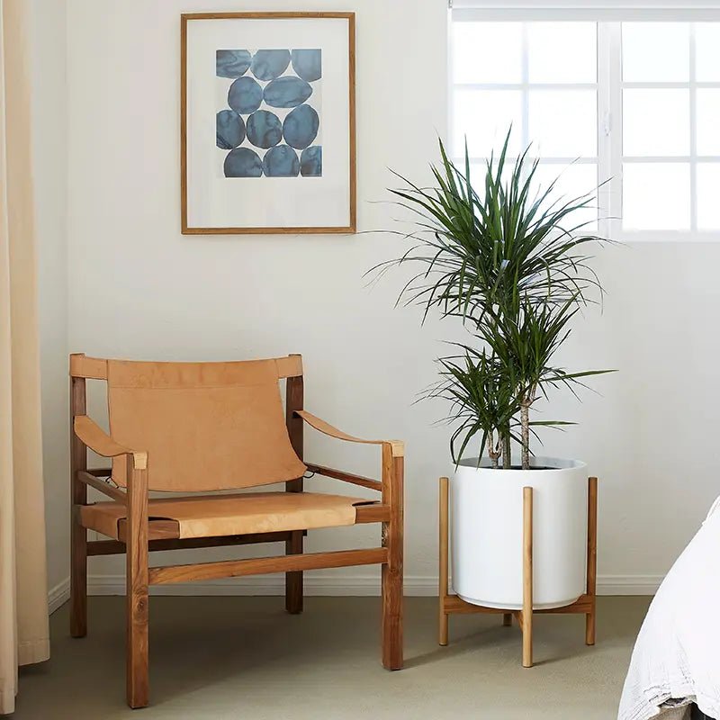 Large houseplant displayed on a decorative plant stand indoors