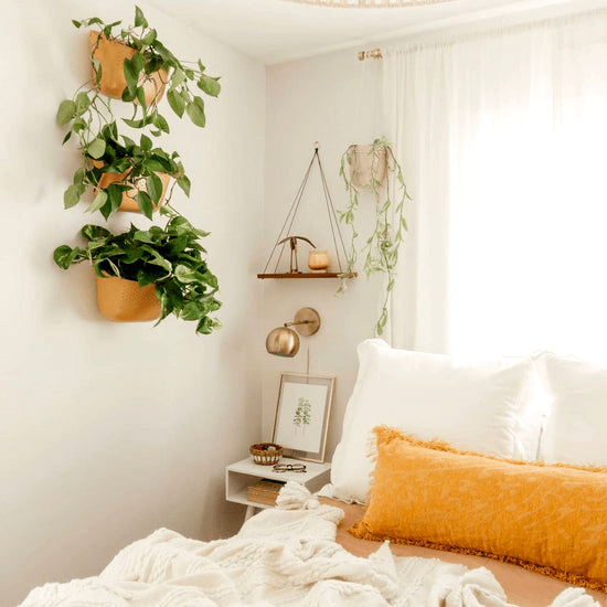 Hanging planter display with trailing houseplants indoors