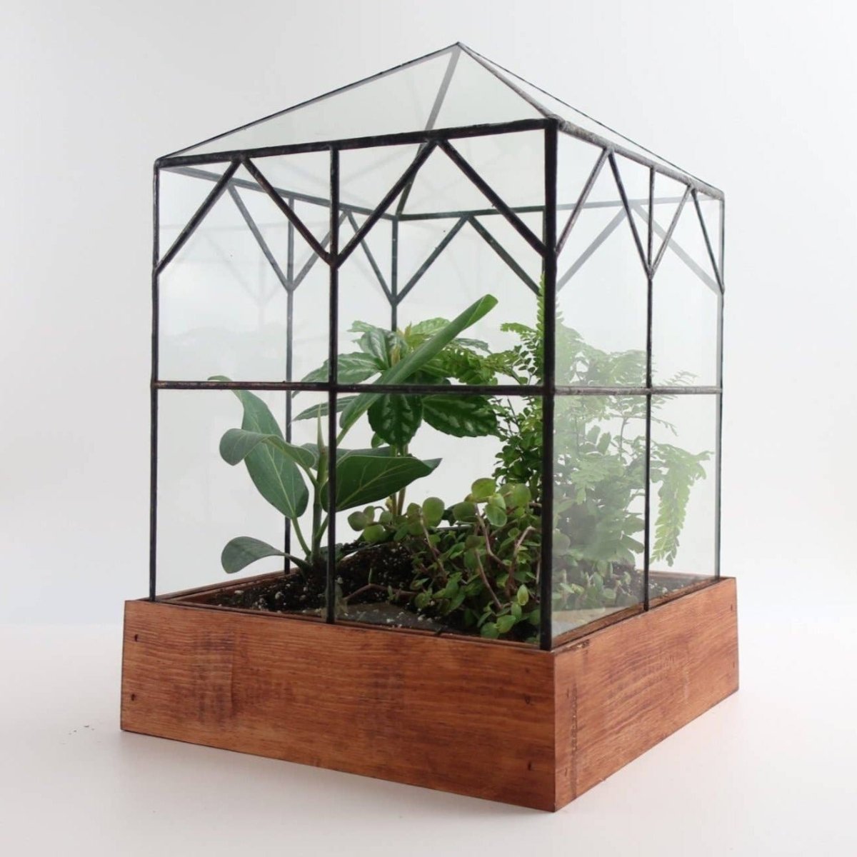 Glass terrarium with small tropical plants moss and layered soil