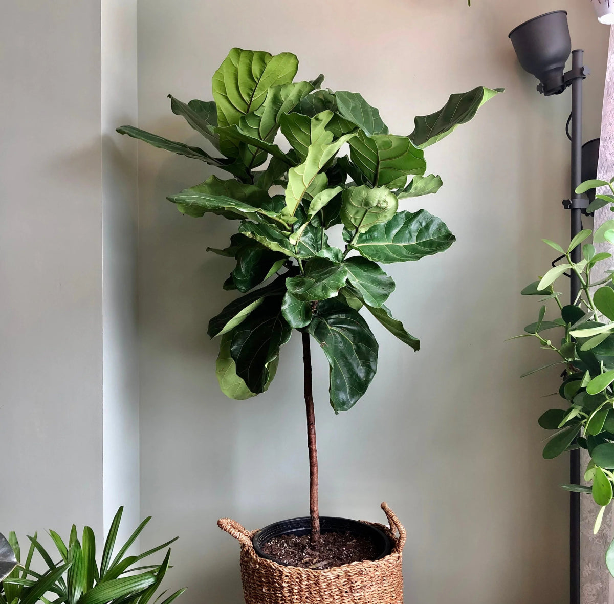 Tall healthy Ficus lyrata Fiddle Leaf Fig floor plant with large violin-shaped leaves indoors
