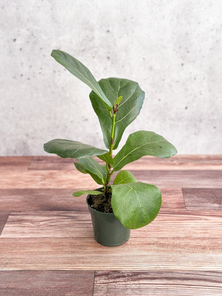 Ficus lyrata Fiddle Leaf Fig settled in a bright stable indoor spot after being moved