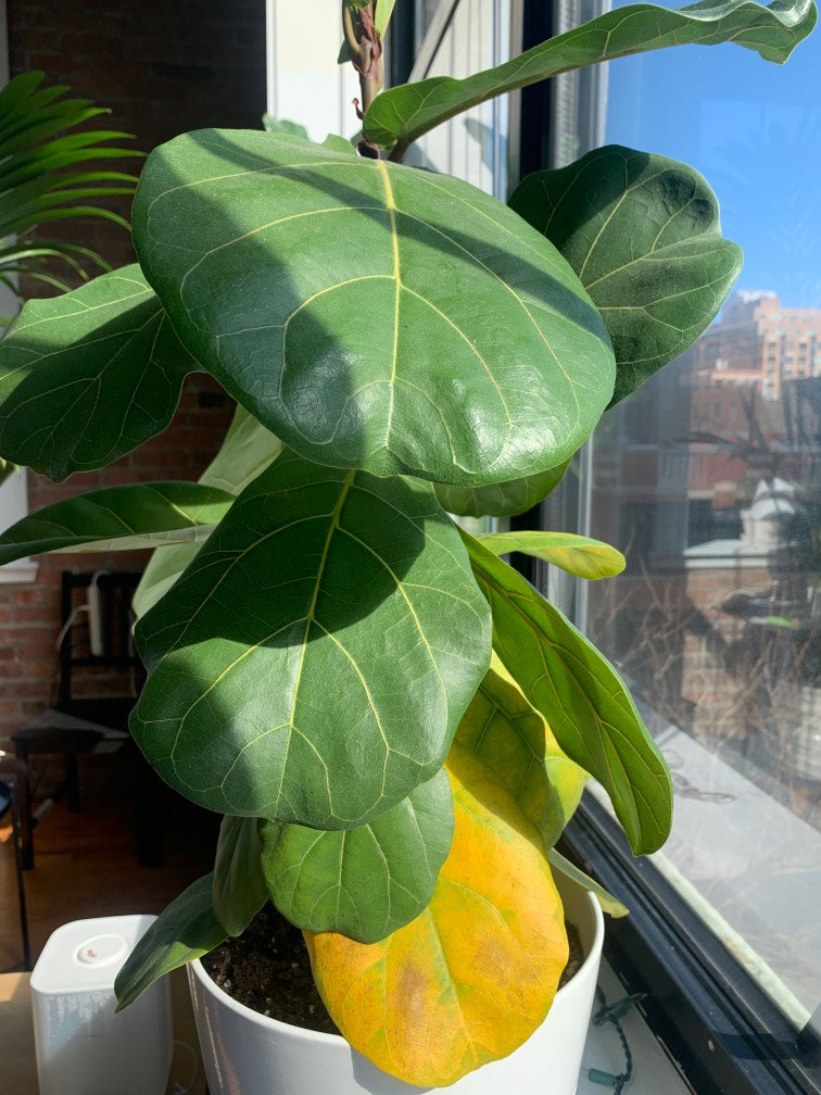 Fiddle Leaf Fig lower leaf naturally yellowing in a bright window during seasonal adjustment