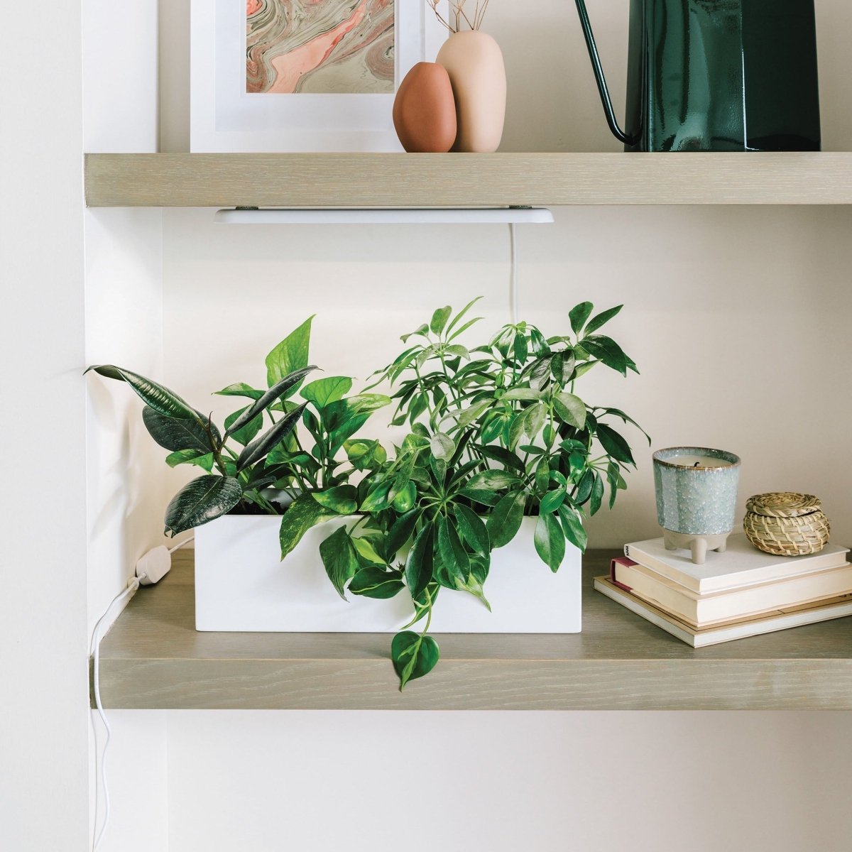 Creative indoor houseplant display with plant stands shelves and trailing plants