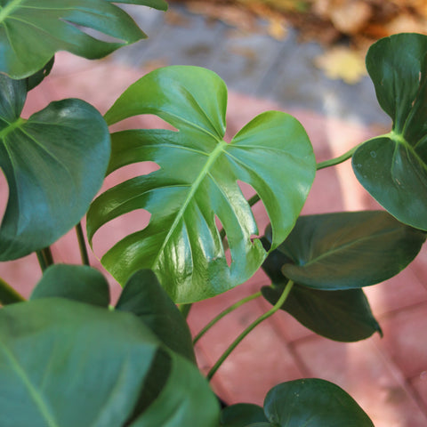 6 Indoor Houseplants To But This Black Friday - Ed's Plant Shop