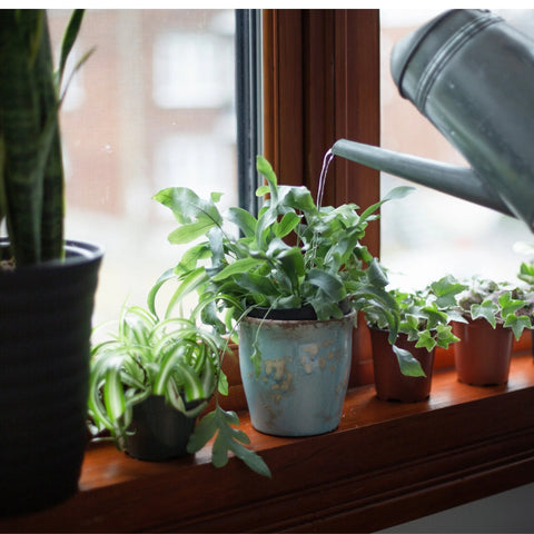 How To Properly Bottom Water Houseplants