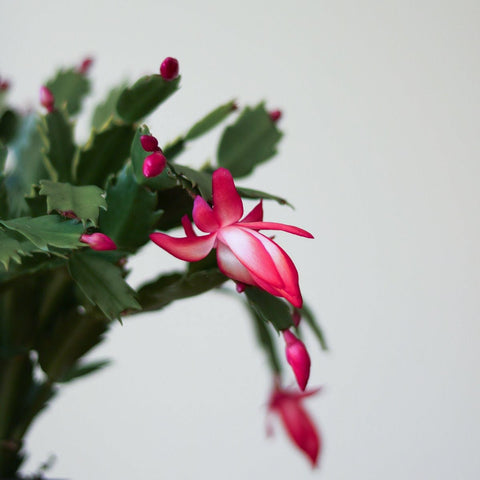 Care For Christmas Cactus Indoors - Ed's Plant Shop