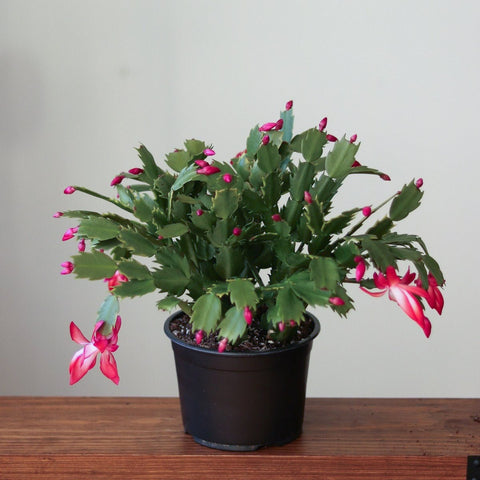 care For christmas cactus indoors - Ed's Plant Shop