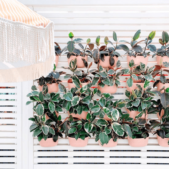 Indoor living wall with trailing houseplants and tropical foliage
