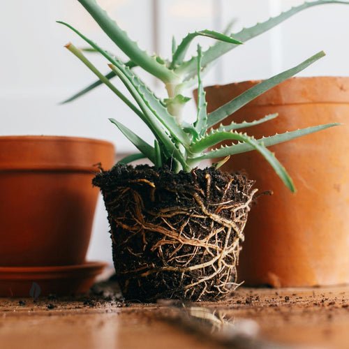Houseplant pot sitting in a tray of water to demonstrate bottom watering