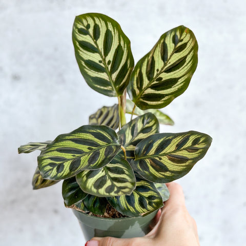 Calathea makoyana Peacock Plant with patterned leaves