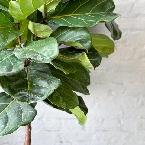Fiddle Leaf Fig with large green leaves