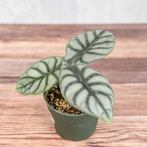Silver Dragon Alocasia with textured foliage