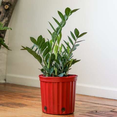 Large ZZ Plant