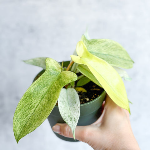 Florida Ghost Philodendron with pale juvenile leaves