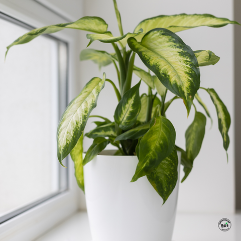 Dieffenbachia Care In Winter