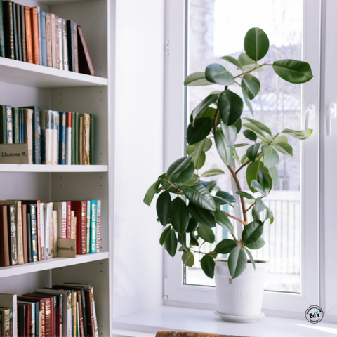 Rotate Houseplants