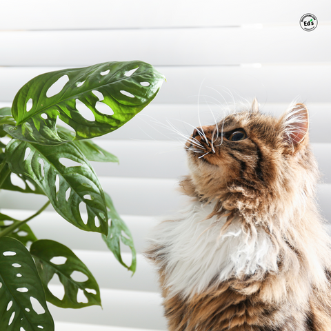 Cat Safe Houseplants