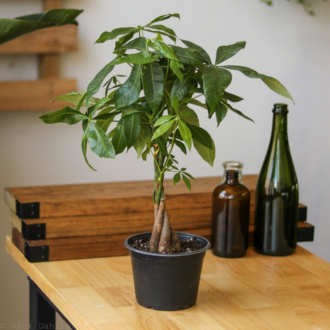 Pachira Aquatica 'Money Tree' - Cat-Safe Houseplant