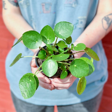 Cat-safe houseplant - Friendship Plant