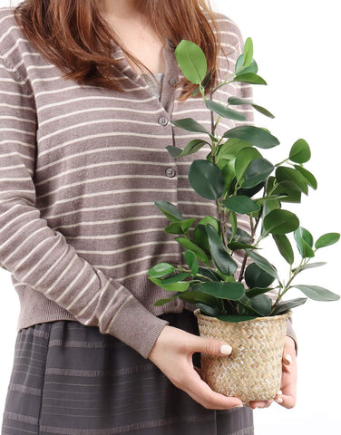 Realistic Artifical Friendship Plant